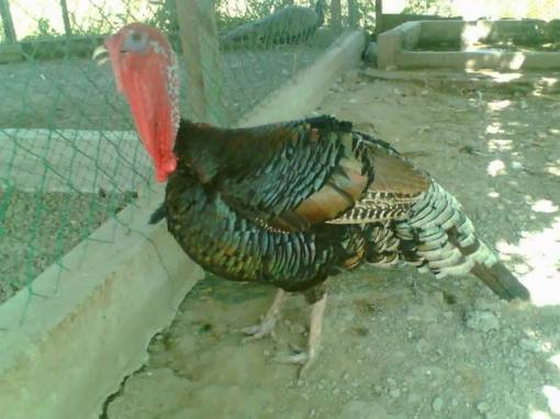 Ayam Belanda 'Turkey'