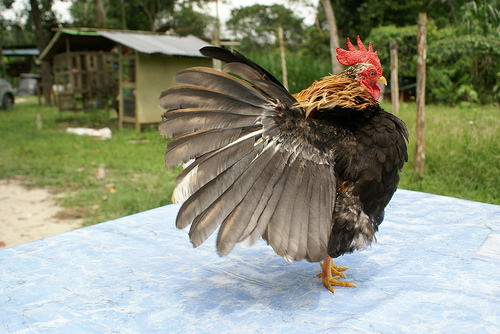 Ayam Serama,Ayam Kapan